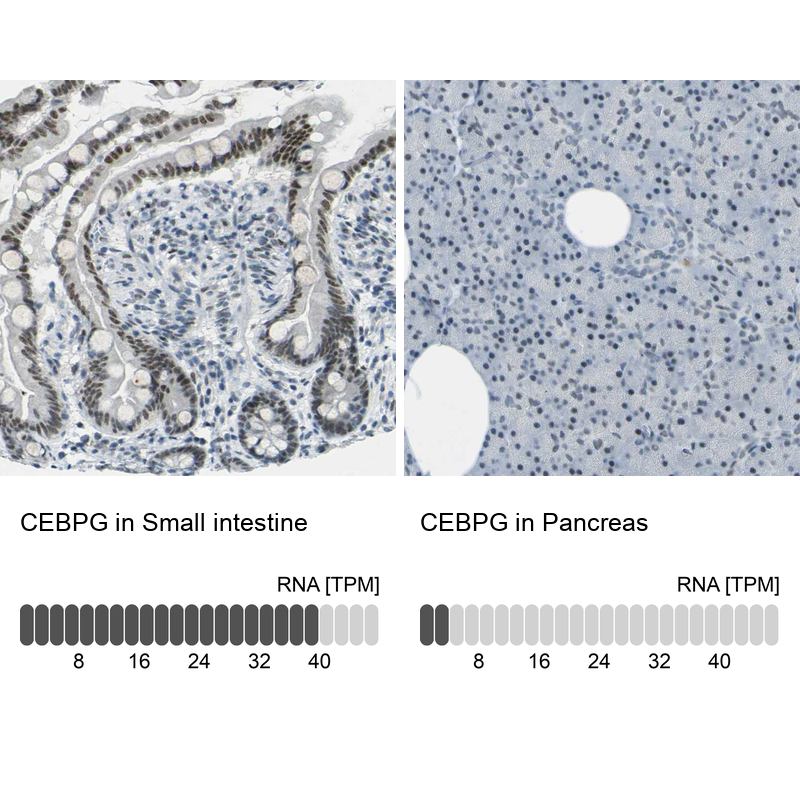 Anti-CEBPG Antibody