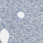 Immunohistochemical staining of human pancreas shows low expression as expected.