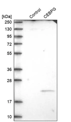 Western blot analysis in control (vector only transfected HEK293T lysate) and CEBPG over-expression lysate (Co-expressed with a C-terminal myc-DDK tag (~3.1 kDa) in mammalian HEK293T cells, LY400686).