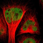 Immunofluorescent staining of human cell line U-2 OS shows localization to nucleoplasm.