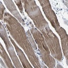 Anti-PANK4 Antibody