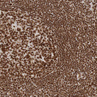 Anti-THRAP3 Antibody