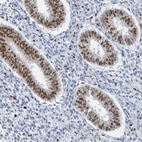 Immunohistochemical staining of human endometrium shows moderate to strong nuclear positivity in glandular cells.
