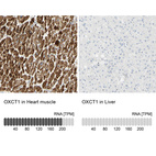 Anti-OXCT1 Antibody