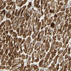 Immunohistochemical staining of human heart muscle shows strong cytoplasmic positivity in cardiomyocytes.