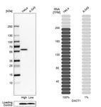Western blot analysis in human cell lines HeLa and A-549 using Anti-OXCT1 antibody. Corresponding OXCT1 RNA-seq data are presented for the same cell lines. Loading control: Anti-COX4I1.
