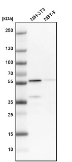 Western blot analysis in mouse cell line NIH-3T3 and rat cell line NBT-II.