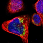 Immunofluorescent staining of human cell line A-431 shows localization to mitochondria.