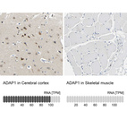 Anti-ADAP1 Antibody