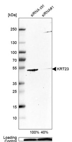 Anti-KRT23 Antibody