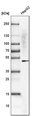 Western blot analysis in human cell line HepG2.