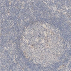 Immunohistochemical staining of human lymph node shows no positivity in germinal center cells as expected.