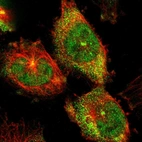 Immunofluorescent staining of human cell line U-251 MG shows positivity in cytoplasm, centrosome & nucleus but excluded from the nucleoli.