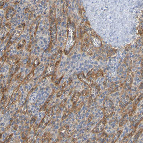 Anti-LILRB5 Antibody