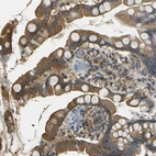 Immunohistochemical staining of human small intestine shows high expression.