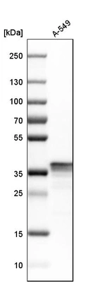 Western blot analysis in human cell line A-549.