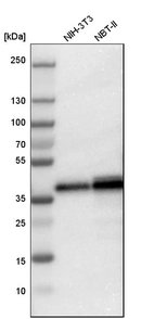 Western blot analysis in mouse cell line NIH-3T3 and rat cell line NBT-II.