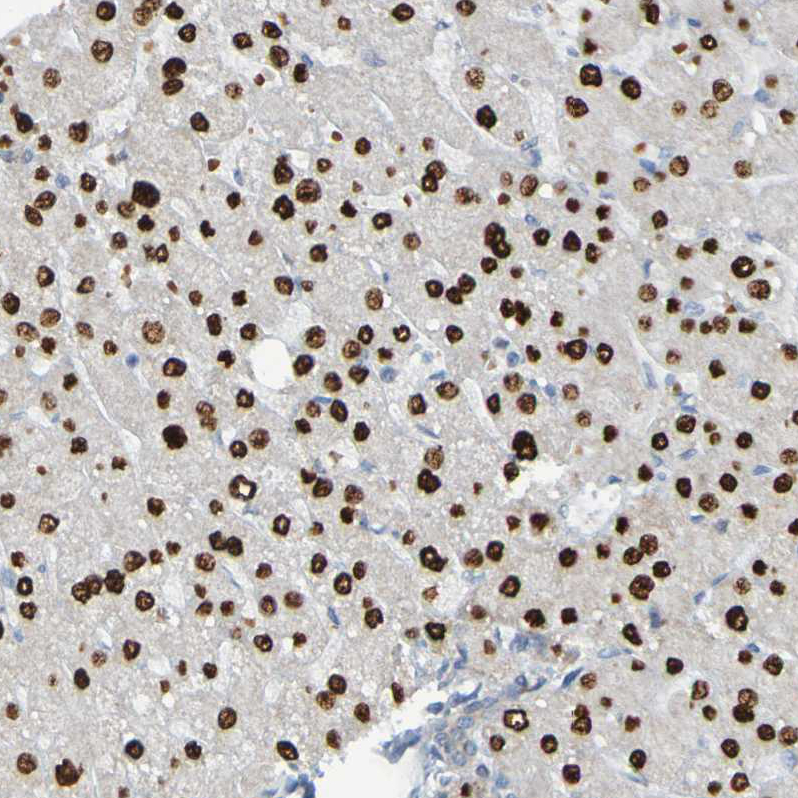 Anti-USP36 Antibody