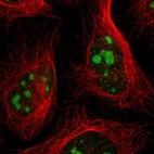 Immunofluorescent staining of human cell line U-2 OS shows localization to nucleoli & nuclear speckles.