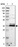 Anti-TMBIM1 Antibody