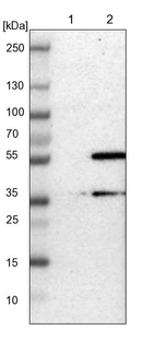 Lane 1: NIH-3T3 cell lysate (Mouse embryonic fibroblast cells)_br/_Lane 2: NBT-II cell lysate (Rat Wistar bladder tumour cells)