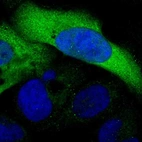 Immunofluorescent staining of human cell line U-2 OS shows localization to cytosol.