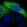 Anti-C3orf18 Antibody