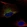 Anti-COL1A1 Antibody