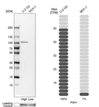 Western blot analysis in human cell lines U2OS and MCF-7 using Anti-P3H1 antibody. Corresponding P3H1 RNA-seq data are presented for the same cell lines. Loading control: Anti-GAPDH.