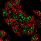 Immunofluorescent staining of human cell line Hep G2 shows localization to nuclear speckles.