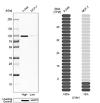 Western blot analysis in human cell lines A-549 and MCF-7 using Anti-STIM1 antibody. Corresponding STIM1 RNA-seq data are presented for the same cell lines. Loading control: Anti-HSP90B1.