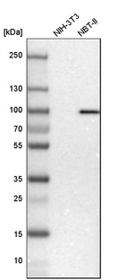 Western blot analysis in mouse cell line NIH-3T3 and rat cell line NBT-II.