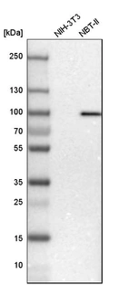 Western blot analysis in mouse cell line NIH-3T3 and rat cell line NBT-II.