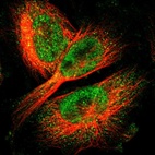 Immunofluorescent staining of human cell line U-251 MG shows localization to nucleoplasm & cytosol.