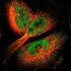 Immunofluorescent staining of human cell line U-251 MG shows localization to nucleoplasm & cytosol.