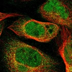Immunofluorescent staining of human cell line U-2 OS shows localization to nucleoplasm & cytosol.