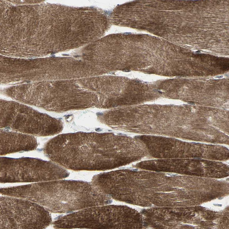 Anti-DHRS7B Antibody