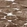 Anti-DHRS7B Antibody