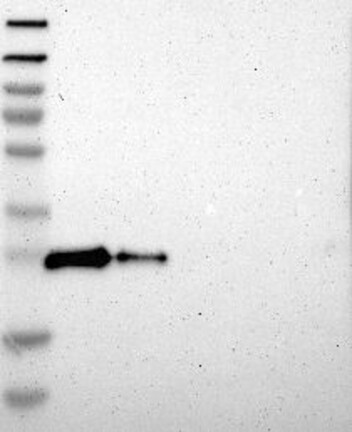 Anti-DNAJC5 Antibody