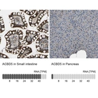 Anti-ACBD5 Antibody