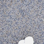 Immunohistochemical staining of human pancreas shows very weak granular cytoplasmic positivity in exocrine glandular cells.
