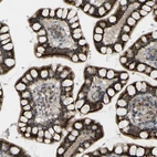 Immunohistochemical staining of human small intestine shows strong granular cytoplasmic positivity in glandular cells.