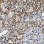 Immunohistochemical staining of human kidney shows moderate cytoplasmic positivity in cells in tubules.