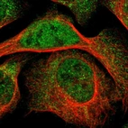 Immunofluorescent staining of human cell line U-2 OS shows localization to nucleoplasm & cytosol.