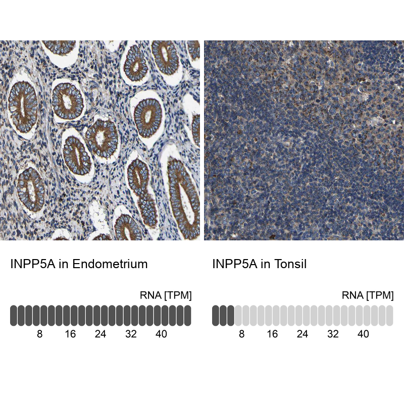 Anti-INPP5A Antibody