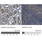 Anti-INPP5A Antibody
