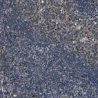 Immunohistochemical staining of human tonsil shows moderate cytoplasmic positivity in germinal center cells, as well as very weak positivity in a subset of non-germinal center cells.