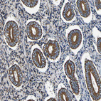 Immunohistochemical staining of human endometrium shows strong cytoplasmic positivity in glandular cells.