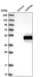 Anti-INPP5A Antibody