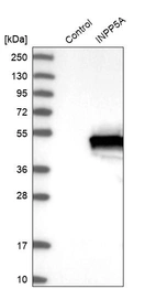 Western blot analysis in control (vector only transfected HEK293T lysate) and INPP5A over-expression lysate (Co-expressed with a C-terminal myc-DDK tag (~3.1 kDa) in mammalian HEK293T cells, LY417238).